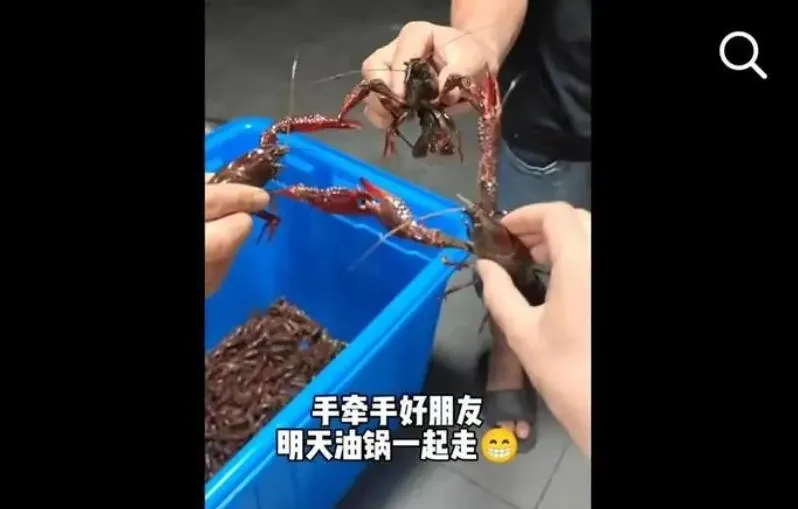 影/網紅一句「龍蝦隨便撿」…養殖場一晚湧入兩三百人　業者怒：幾萬斤蝦沒了
