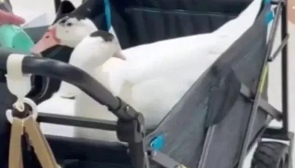 奇案！3歲女童信義區逛街「眼睛竟遭鴨啄傷」　飼主落跑這下慘了