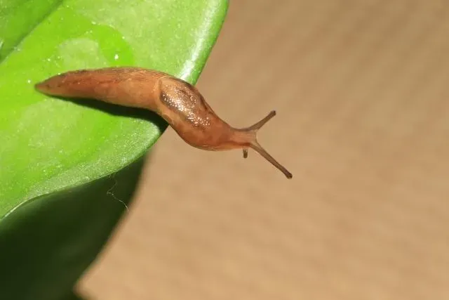 蛞蝓風波不斷！營養師曝「5種預防方法」千萬別吃未煮熟食物