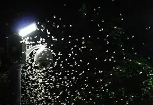 天氣不穩定「飛蟻大軍壓境」！專家曝「這3招」可預防飛蟻入侵