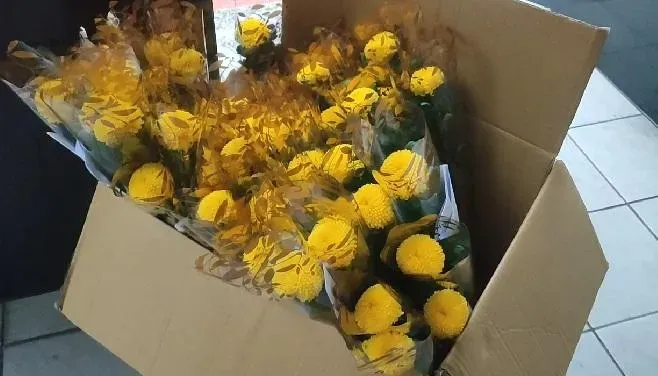 影/冒充記者混入立委研究室！抗議男女竟送藍委菊花　還要求點名投票