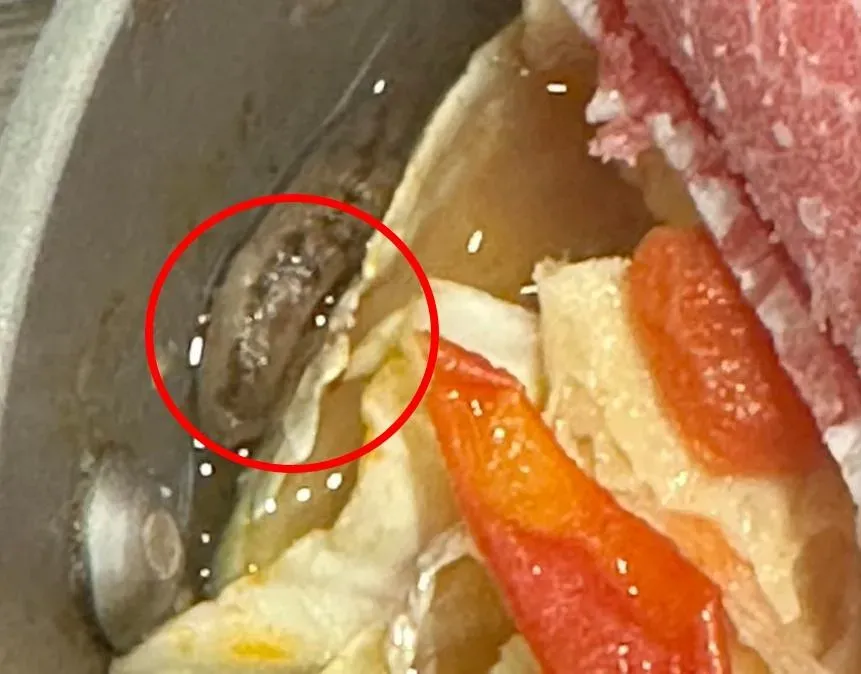 影/獨家/小火鍋驚見活蛞蝓扭動！ 醫：「生蛞蝓」「廣東住血線蟲」易寄生 蛞蝓黏液也可能致死！