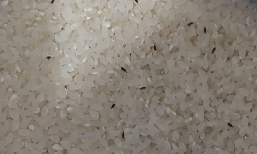 2天前才買！好市多白米打開「全是米蟲在爬」　內行教1招：徹底消失