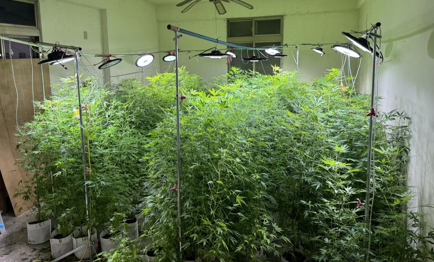 影/2瓜農賺嘸錢...改種大麻「半年進帳5700萬」　442株「市價2億」全被扣