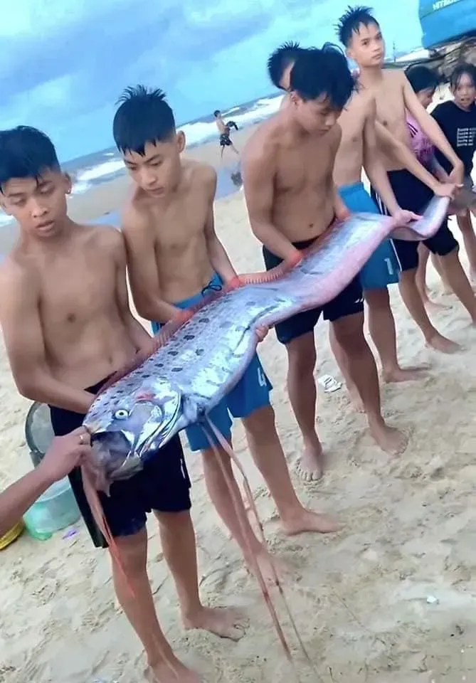 地震魚現身！4.5公尺皇帶魚漂上越南海岸死亡　居民憂將有天災降臨