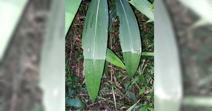 「颱風草」能預測颱風？學者：無足夠科學依據
