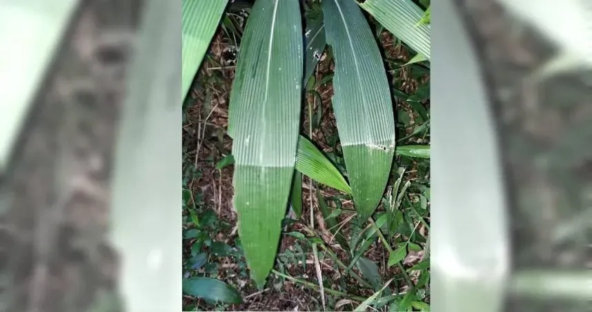 今年颱風草只有1摺...「襲台颱風僅1個」？　留言長知識了