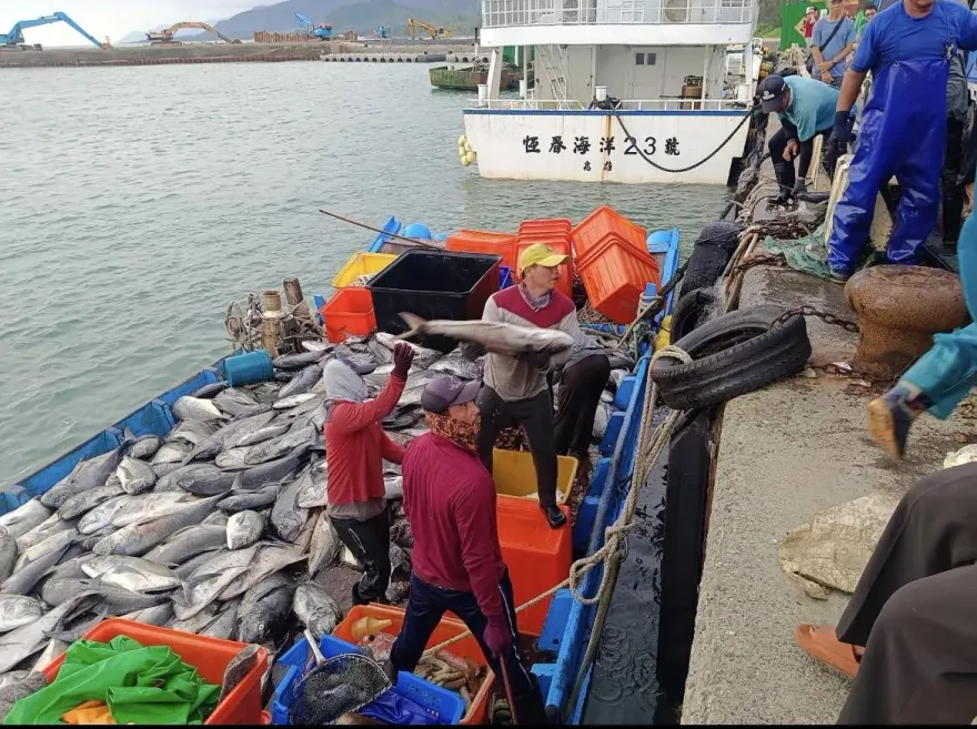 影/海底風暴！恆春半島疑捕獲逾9噸牛港鰺　網掀海鮮、海洋文化論戰