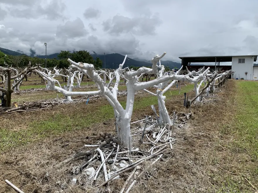夏天樹上有雪？台東農改場出絕招「替果樹防曬」　一噴多效助釋迦健康茁壯