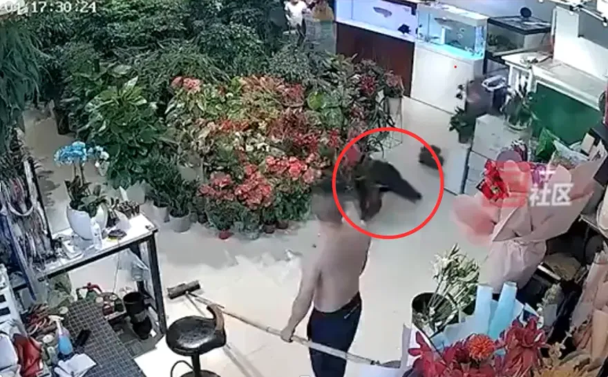 影/不忍了？1.6公尺大魚跳缸摔死惹主人心疼　網友神回覆：鯉躍龍門