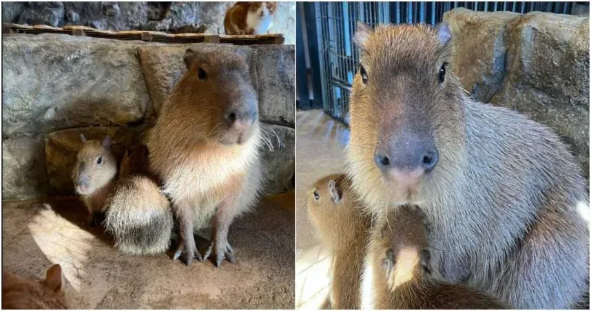 「水豚君」越獄了！飼育員忘關籠門脫逃　當地警方全面通緝中