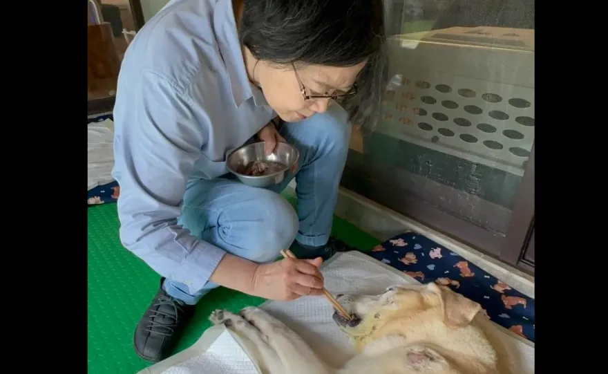 卸任總統前後狂曬2喵4汪　蔡英文新角色何時揭曉引關注