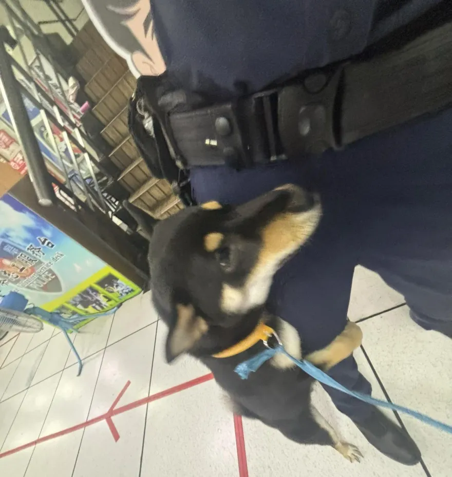 影/台中黑柴被迫「絕後」逃進警局！見「超正女警」抱大腿求救