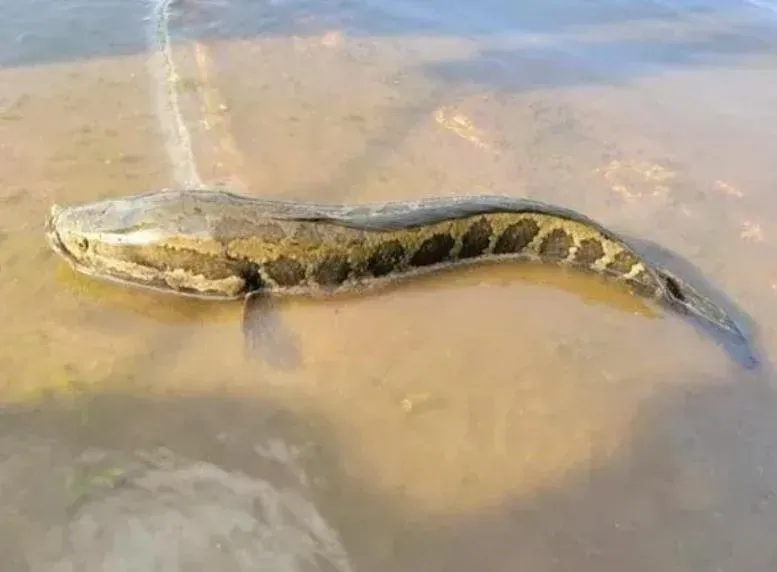 外來種蛇頭怪魚入侵美國！可在陸地呼吸生存力強　當局呼籲民眾「一發現就撲殺」