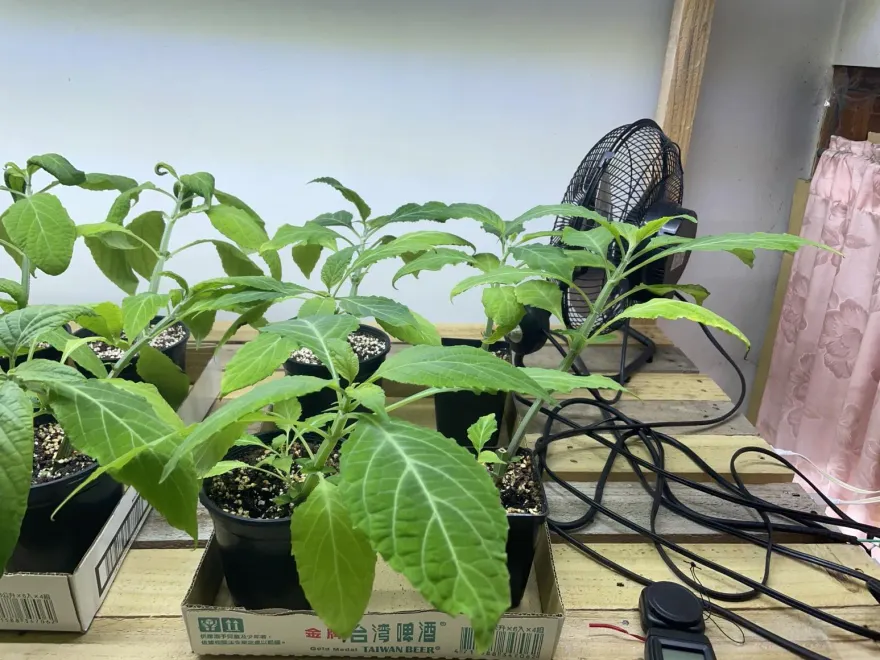 首次查獲大量墨西哥鼠尾草活體！高雄父子躲雜貨店種28盆　下場GG了