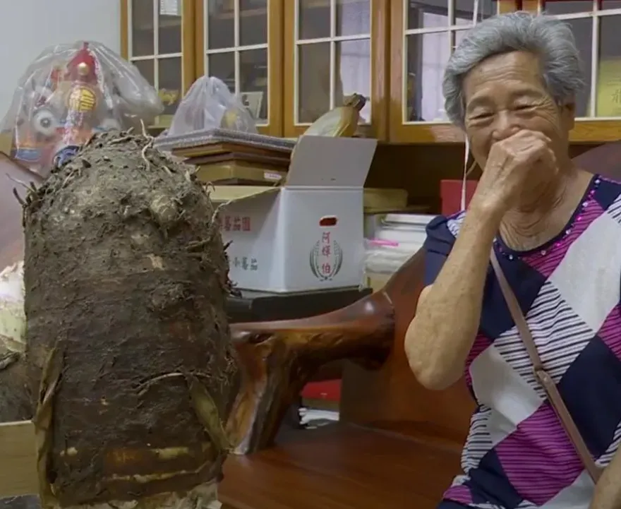 好大！屏東嬤種出8台斤「砲彈芋頭」　曝一撇步：要用愛種