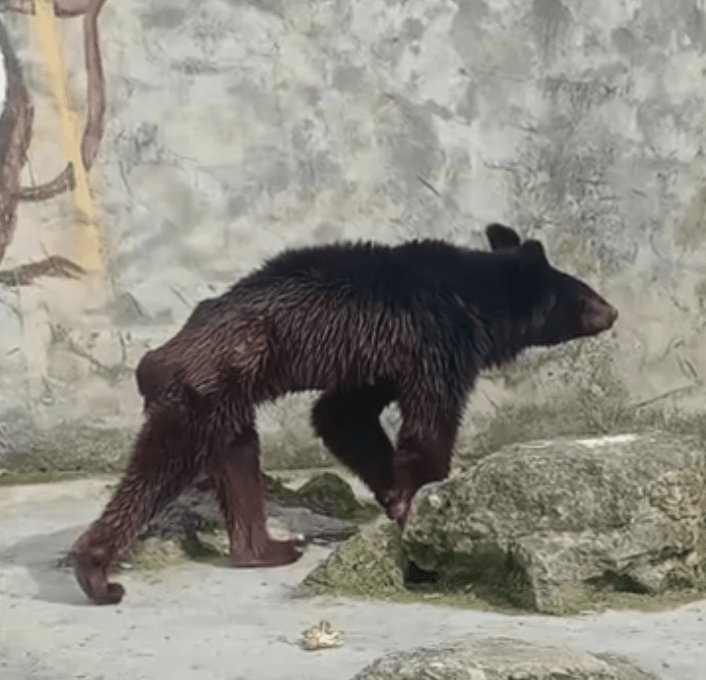 影/黑熊「瘦成皮包骨」！網傳老闆沒錢買飼料　動物園澄清：年紀大進食少