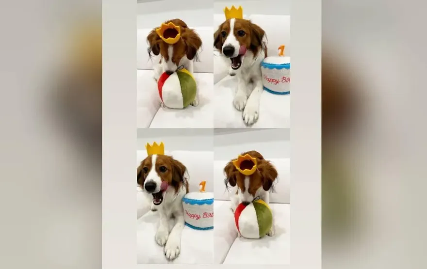 愛犬滿周歲！頭戴皇冠慶生　大谷翔平賽後發限動祝福