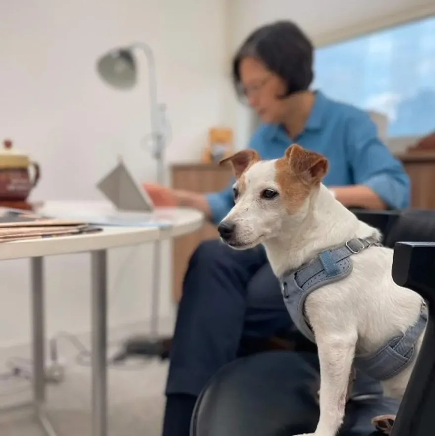卸任總統滿月蔡英文曬萌犬親子裝　網友驚呼：燙頭髮剪短了