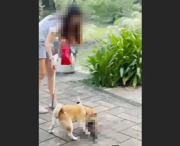 大湖公園目睹「柴犬咬死綠頭鴨」！冷血飼主放任　不聽勸還嗆人