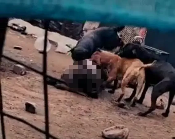 影/恐怖！28歲女子慘遭4惡犬撕咬喪命　飼主涉嫌過失殺人罪被捕