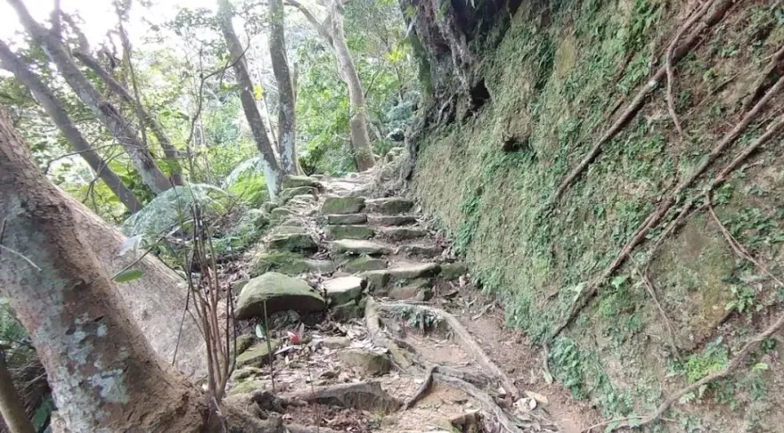 快訊/北市內湖內溝山步道「測量員遭蜂群攻擊」！臉脖手臂螫傷送醫