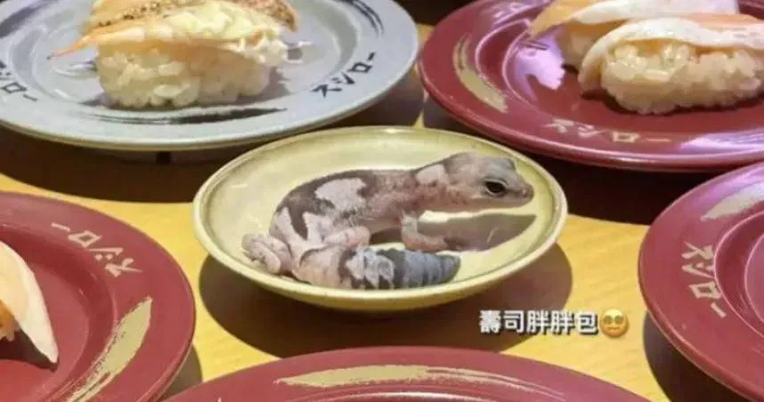 寵物守宮放醬料碟！疾管署揭：爬蟲類恐帶沙門氏菌「可接觸傳人」