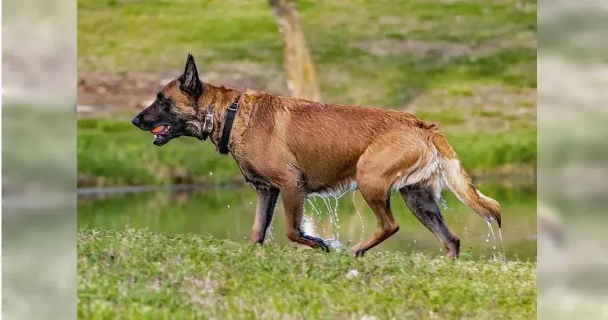 7月大女嬰突遭家中寵物犬攻擊！頭部重傷身亡　犬隻將被安樂死