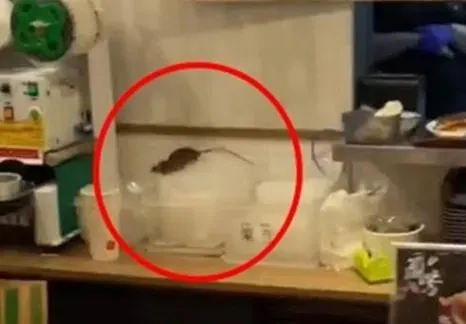 學不乖？信義區百貨美食街老鼠出沒　北市衛生局派員稽查