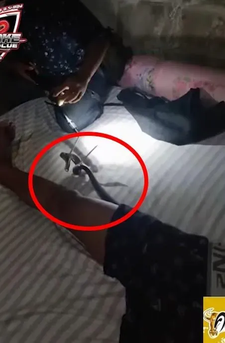 影/內褲裡一大包！男子睡一半驚見「眼鏡蛇躲褲檔取暖」嚇到石化