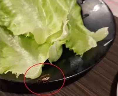 桃園韓式烤肉店驚見「活蟑螂上菜」！　他搜Google評論傻了：不是第一次了