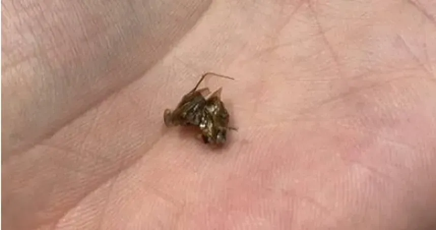 噁爆！高級燒肉店喝冰淇淋紅茶「咬到蟑螂」　北市衛生局開查