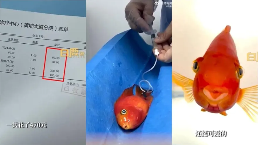 影/也是「家人」！百元入手寵物魚疑長腫瘤　她花2100元醫治：有感情了
