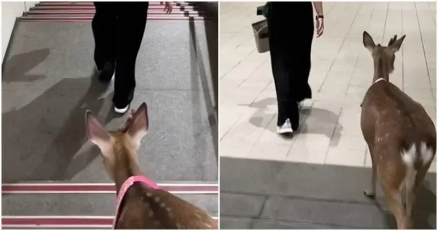 南港展覽館站驚見梅花鹿下樓梯！37秒影片瘋傳　飼主認沒牽繩不對