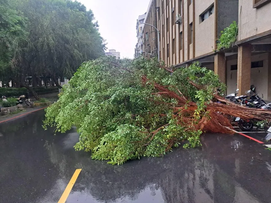 快訊/午後暴雨頻傳災情！新北土城、樹林多處路樹倒塌　下班要繞路