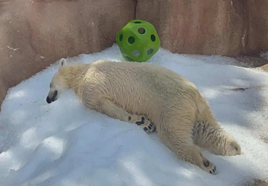 影/太熱了！日本動物園北極熊「趴冰上消暑」　網：好像我本人