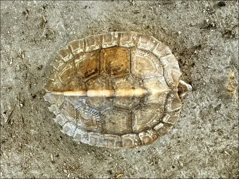差點就被安樂死！海巡金門抓走私赫見65隻保育類烏龜　急拿證明救回