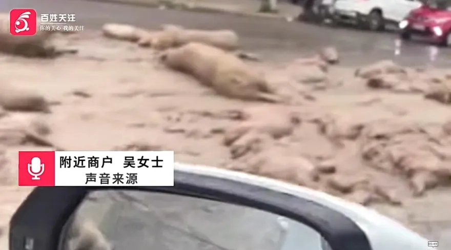 影/「大豬小豬」落滿地！貨車門沒關好一路掉　50死豬綿延數百公尺臭翻天
