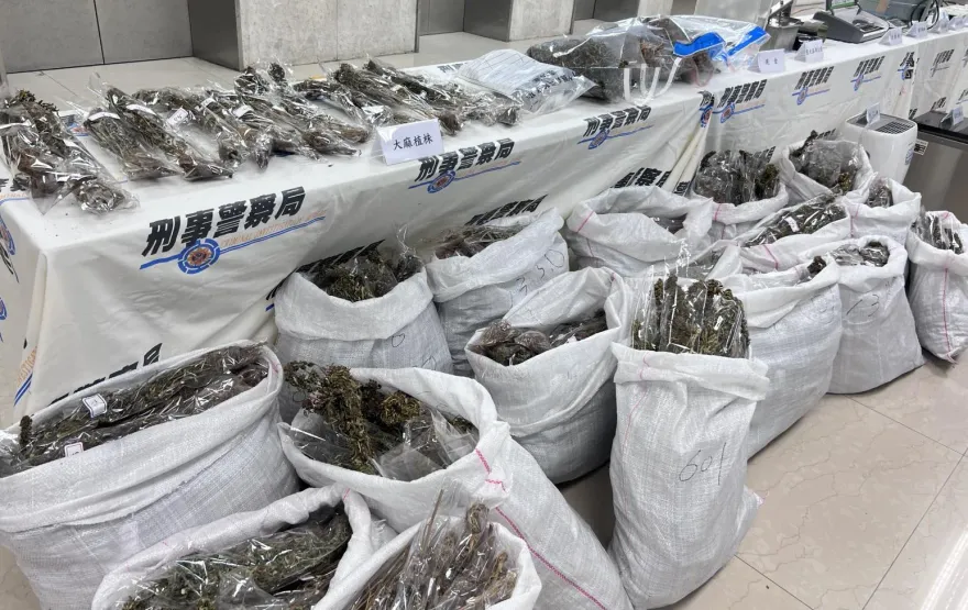 影/三環幫租200坪倉儲蓋溫室種大麻　千盆植株耗電量太大還竊電警逮4嫌