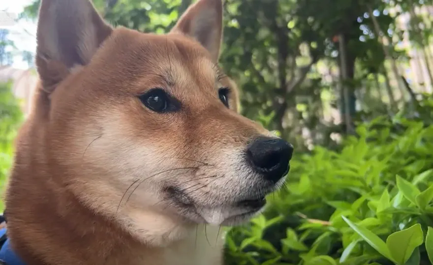 柴柴散步突「抽搐口吐白沫」！飼主嚇壞　獸醫揭原因網笑翻：中情毒了