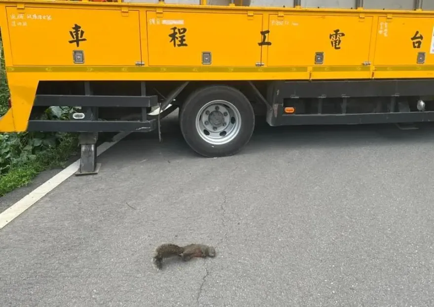 全身燒焦！松鼠誤觸配電設備　苗栗苑裡一早停電