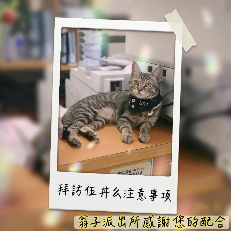 貓咪警長「伍丼么」爆紅！ 翁子所急訂擼貓守則