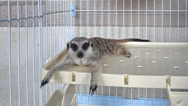 保證以後會乖乖！苗栗三義「走失狐獴」…飼主快出面　7/22到期將開放認養