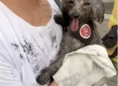 鳳山大樓火警濃煙狂竄！　愛犬「全身燻黑」畫面曝