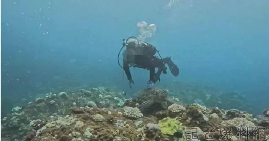 最重罰30萬！墾丁潛水客摸海龜慘了　海巡署依法送辦