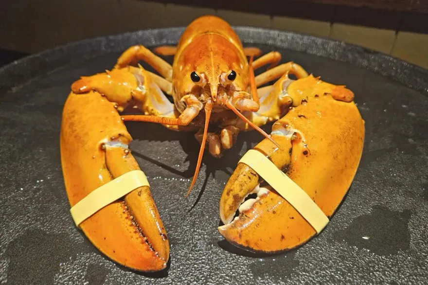 還沒煮就熟了？美餐廳獲活生生「橘色龍蝦」　突變機率「僅3000萬分之一」