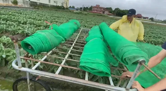 保護花椰菜計畫start！小農「套網護菜」抗凱米颱風　趁雨小全員出動