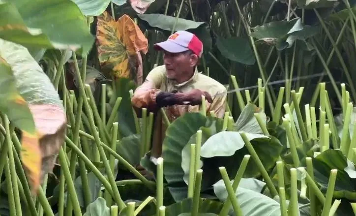 影/凱米颱風「威脅超大」！苗栗農民搶收紅棗、芋農緊急砍葉盼降低損失