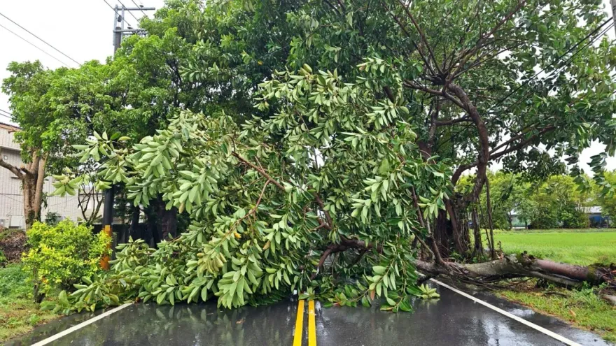 影/強颱「凱米」肆虐！北市內湖文德路路樹倒塌　高雄還奪1命