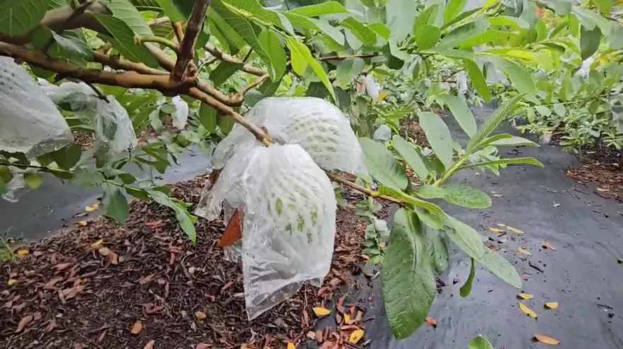 強颱凱米來襲！宜蘭芭樂果農剉咧等　憂雨彈襲擊落果